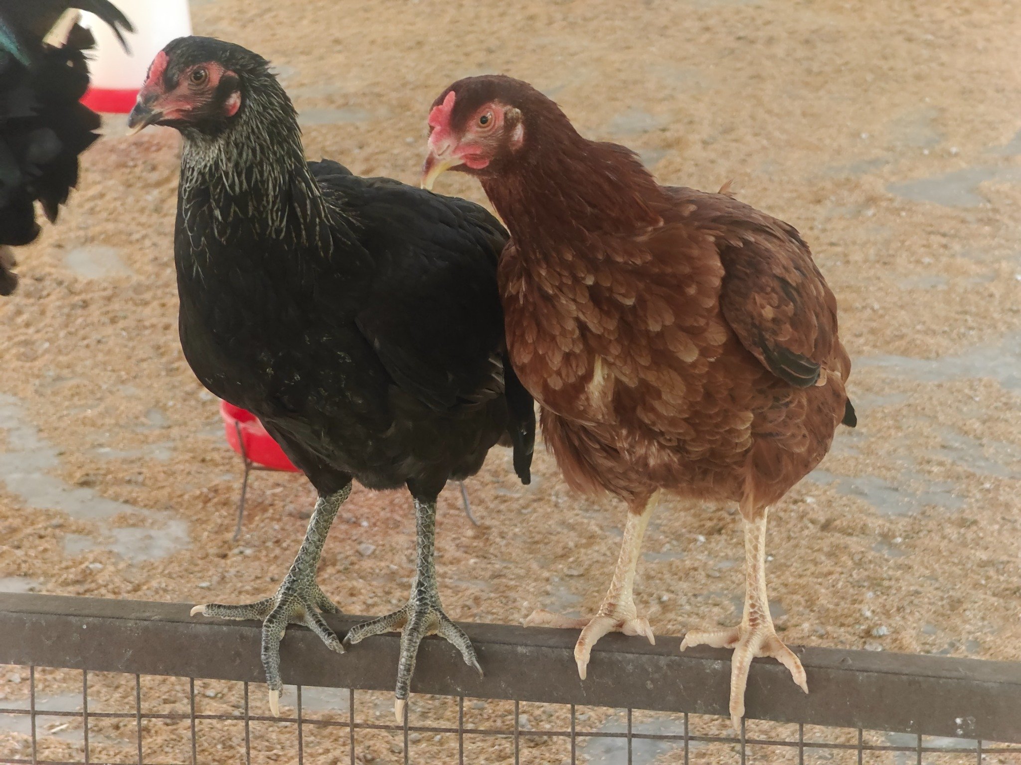 Poultry Science Desi Birds Unit2